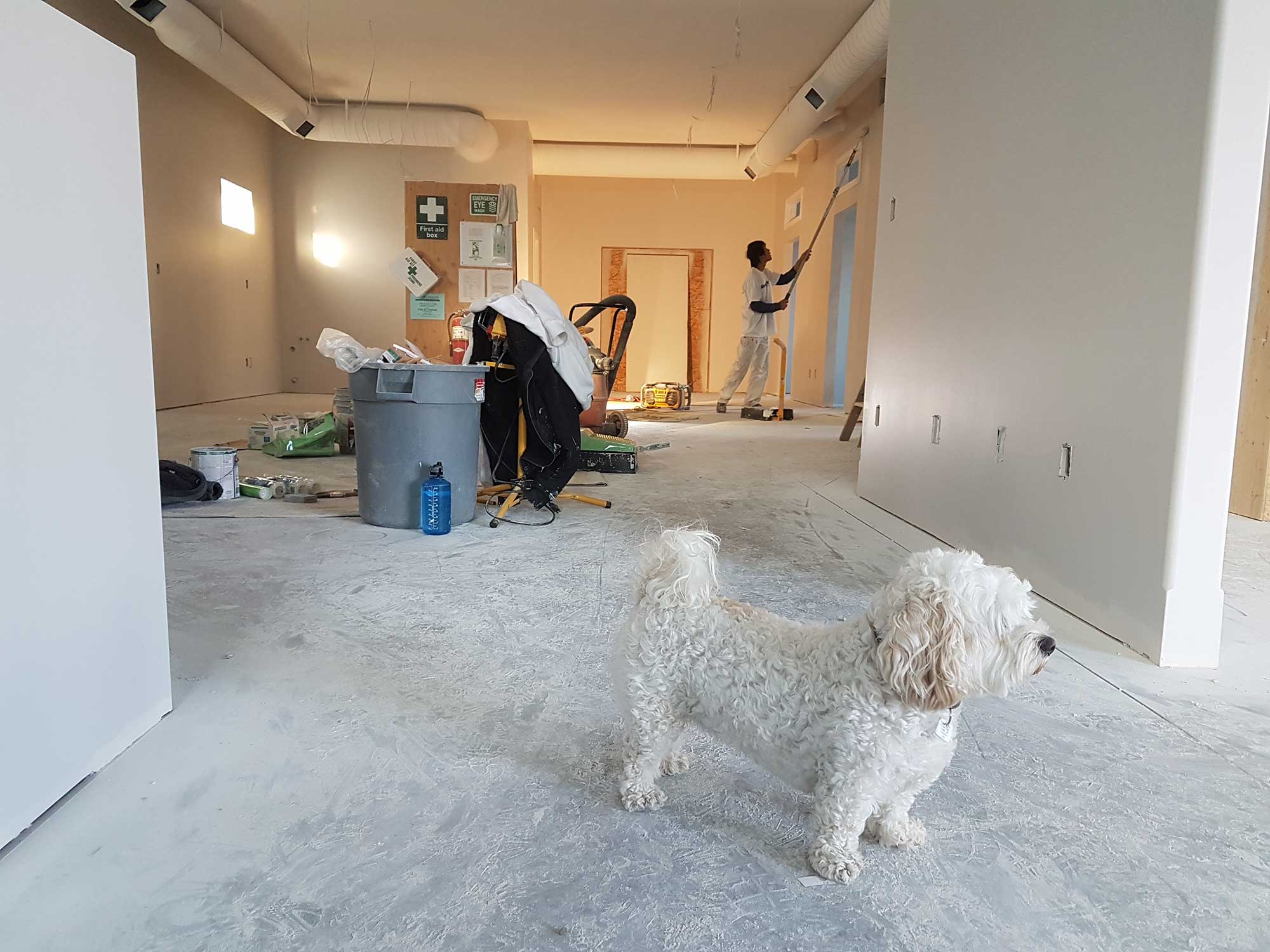 hund som står i ett rum där man håller på att renovera